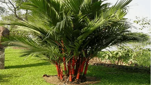 trồng cây dừa cảnh trước nhà hợp phong thủy